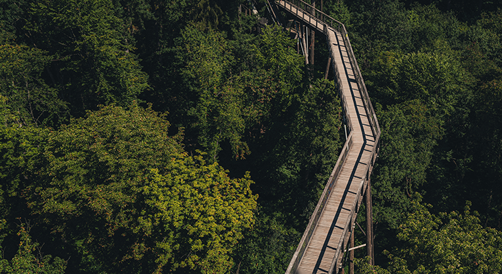 Eine Holzbrücke, die über einen Wald führt.